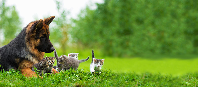 Discover our affordable pet insurance for your cat or dog